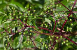 Elderberry